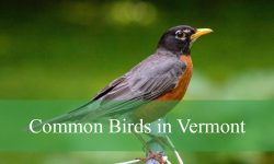 25 Common Birds in Vermont (With Pictures and Identification)