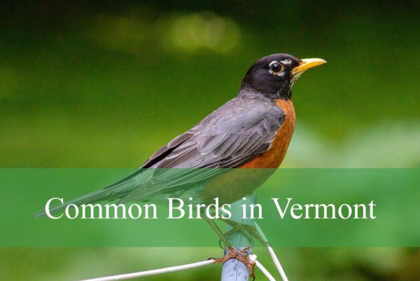 Common Birds in Vermont