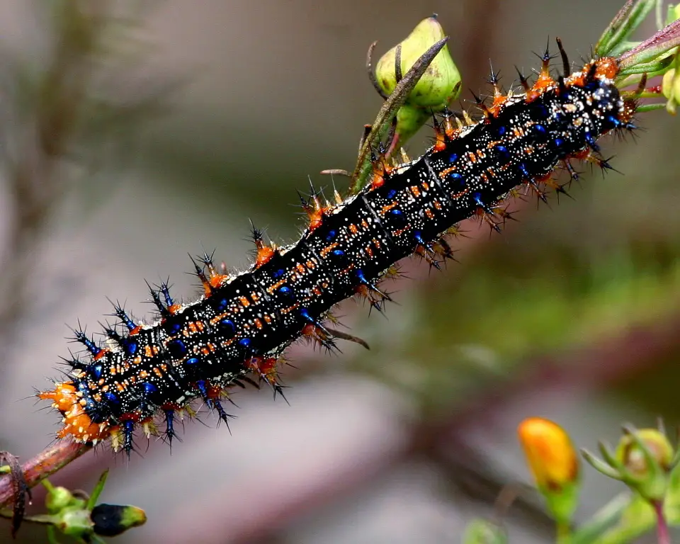 Types of Caterpillars in Texas