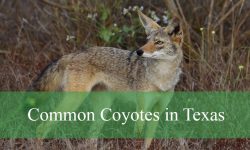 4 Common Coyotes in Texas (With Pictures and Identification)