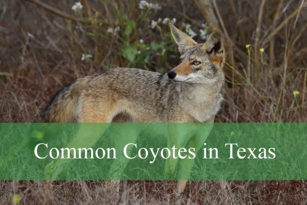Common Coyotes in Texas