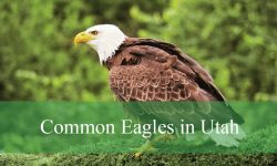 3 Common Eagles in Utah (With Pictures and Identification)