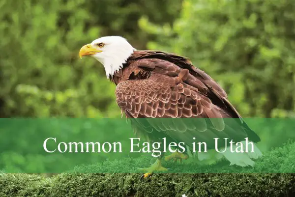 Common Eagles in Utah