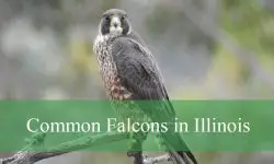 4 Common Falcons in Illinois (With Pictures and Identification)