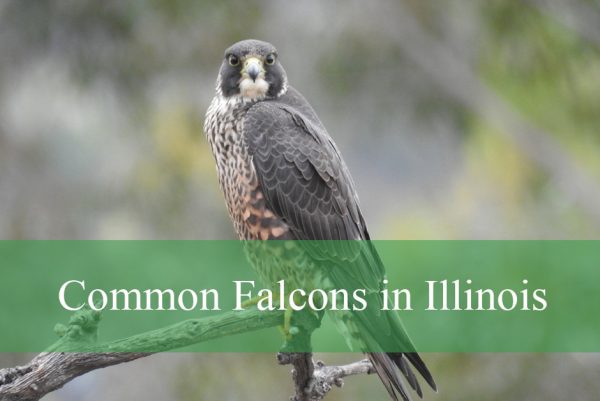Common Falcons in Illinois