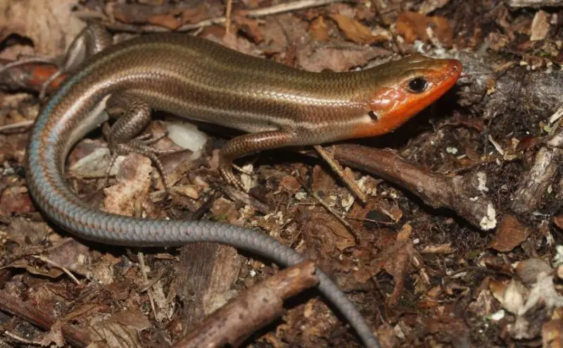 Lizards in Texas