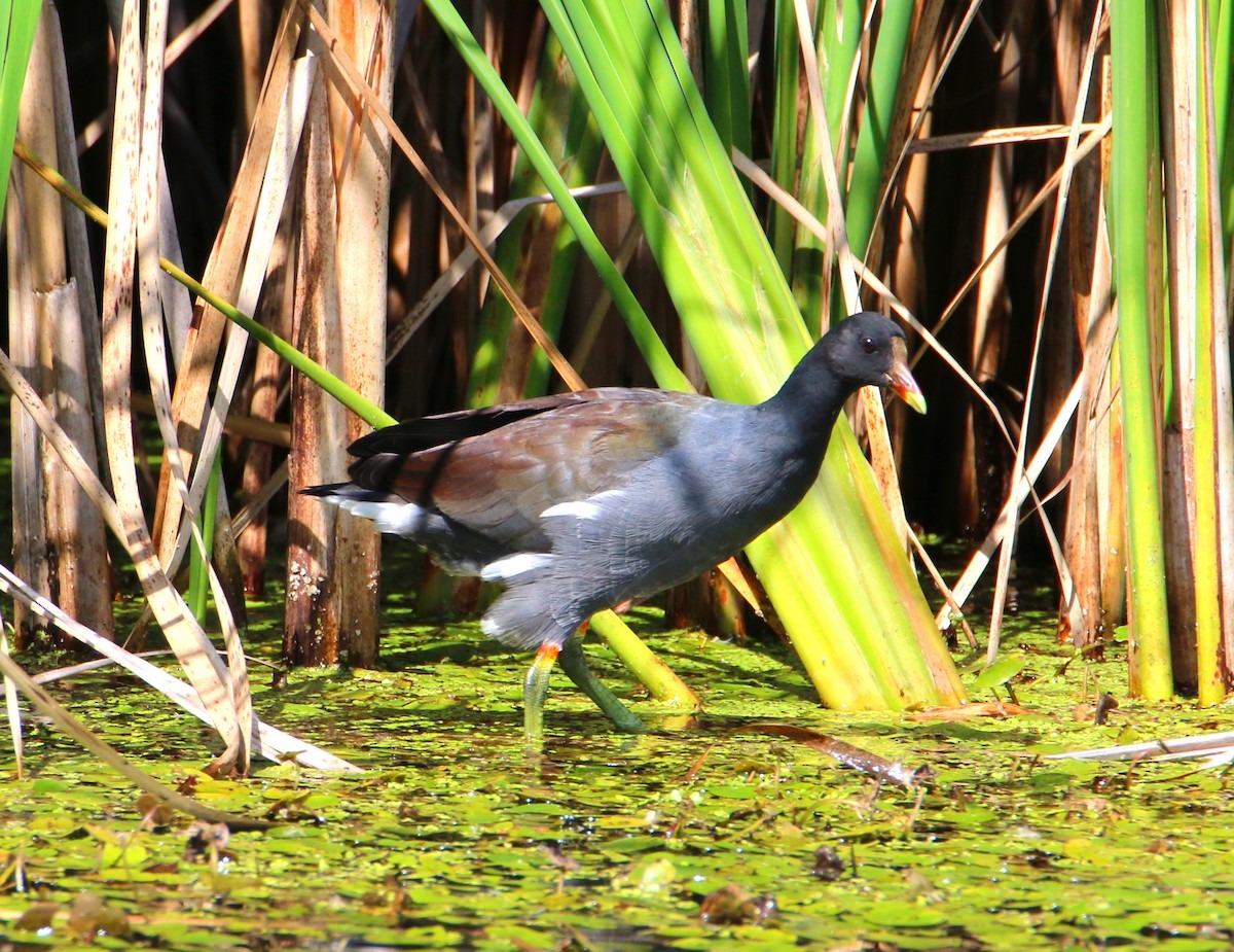 Blue Birds in Florida