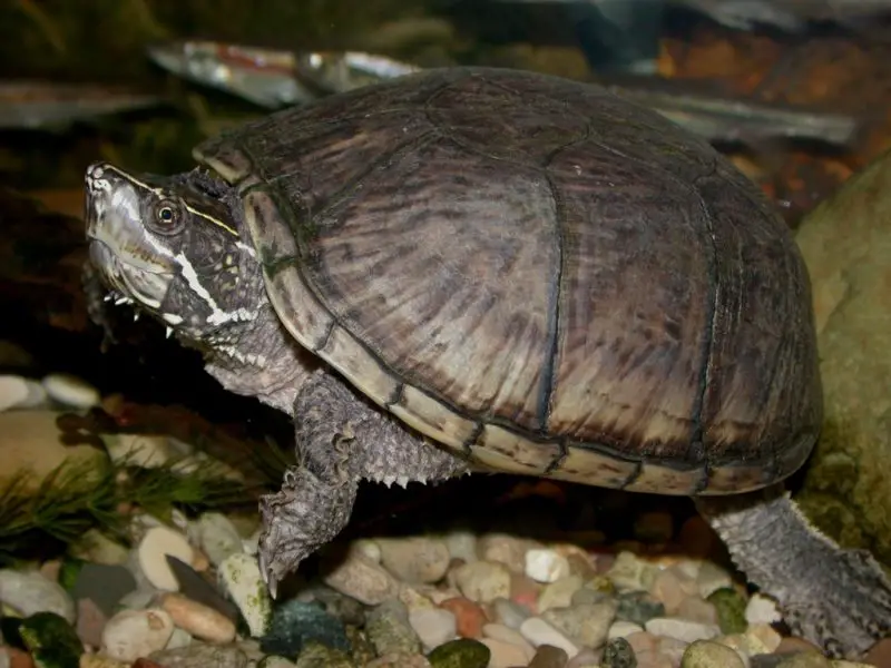 Types of Turtles in Florida