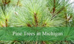 7 Types of Pine Trees in Michigan (Pictures and Identification)
