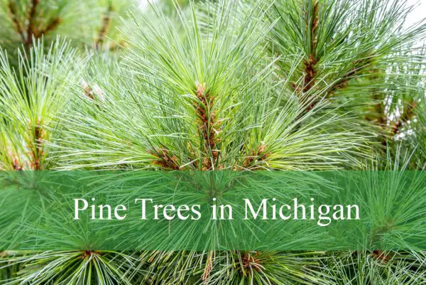 Common Pine Trees in Michigan
