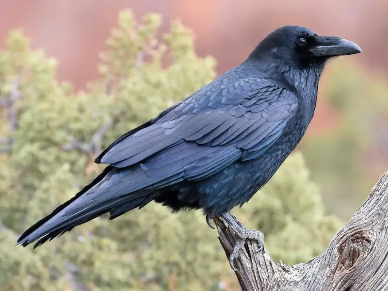 Birds with Long Tails in Texas