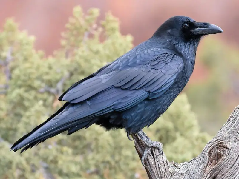 Types of Ravens in Texas