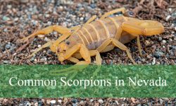 5 Common Scorpions in Nevada (With Pictures and Identification)