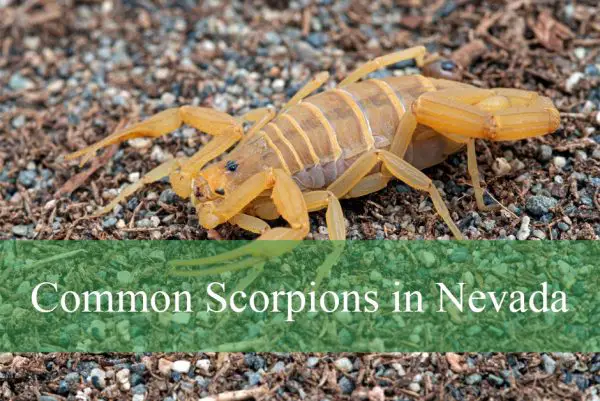 Common Scorpions in Nevada