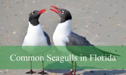 7 Common Seagulls in Florida (With Pictures and Identification)