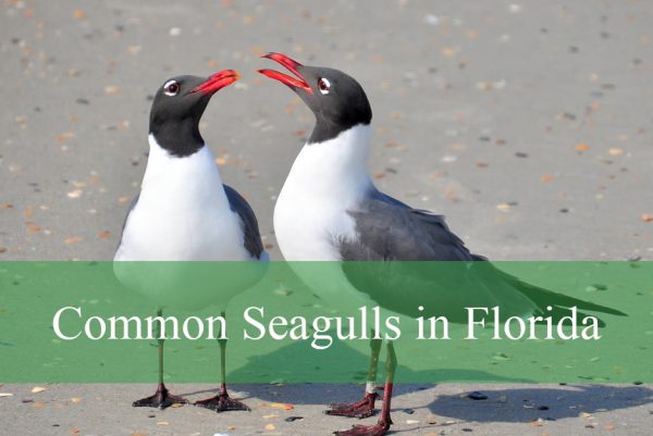 Common Seagulls in Florida