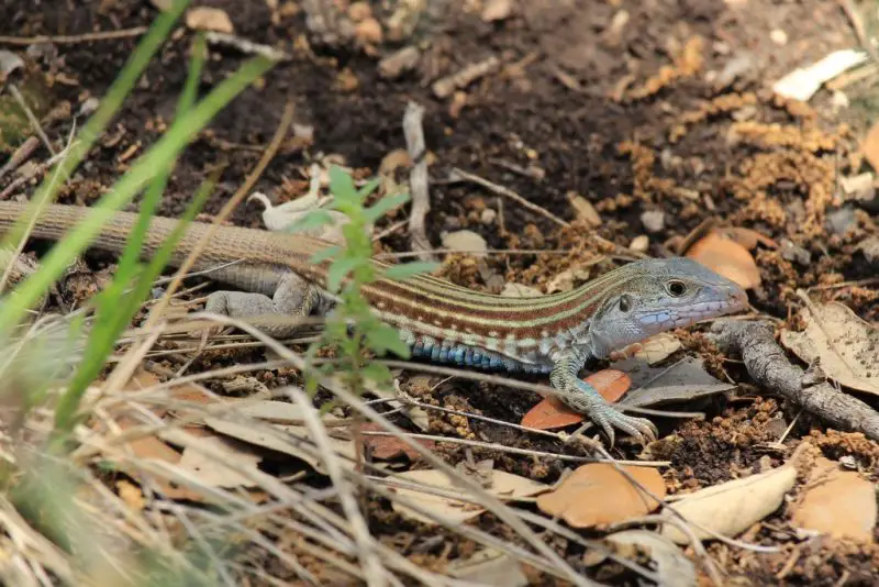 Types of Lizards in Texas
