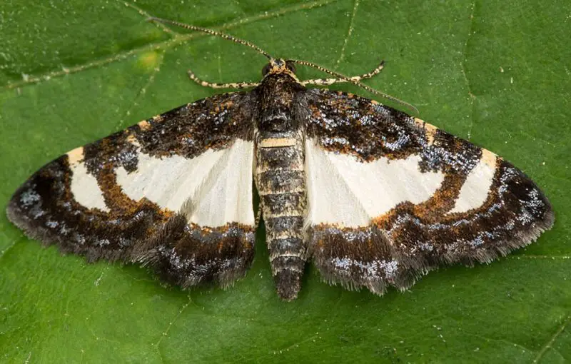 Moths in North Carolina