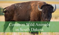 20 Wild Animals in South Dakota (With Pictures and Identification)