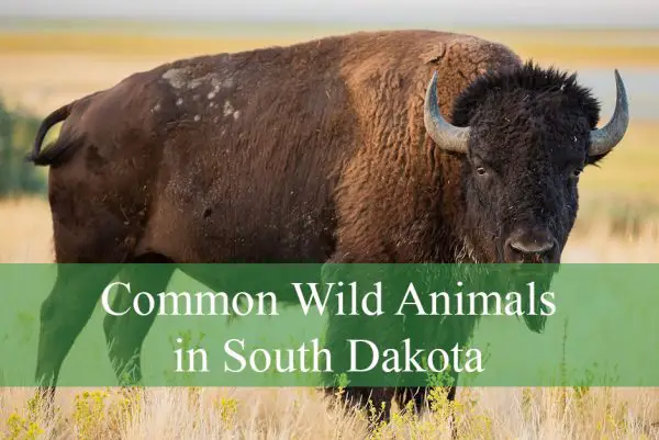 Common Wild Animals in South Dakota
