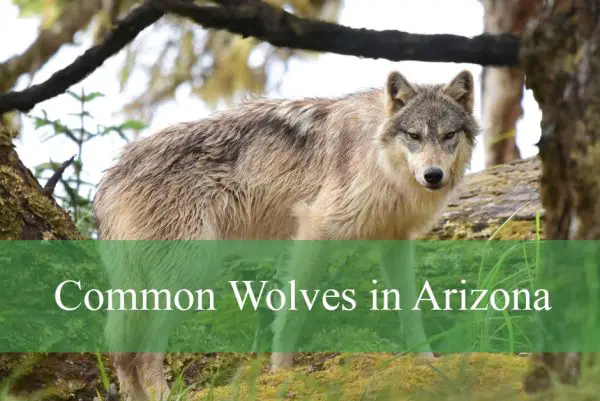 Common Wolves Found in Arizona