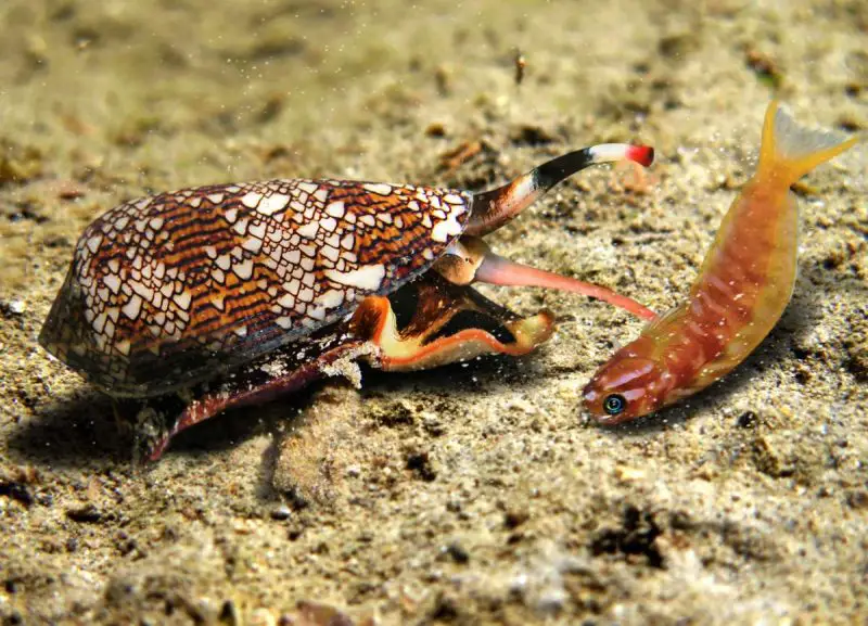 Most Dangerous Animals in Florida