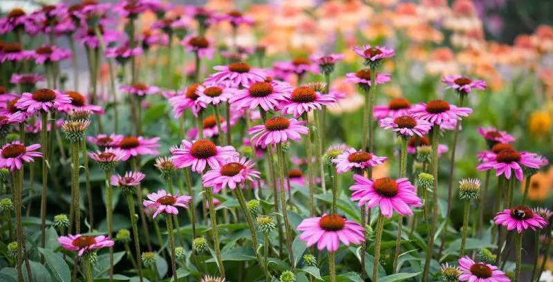 Best Flowers to Grow in Georgia