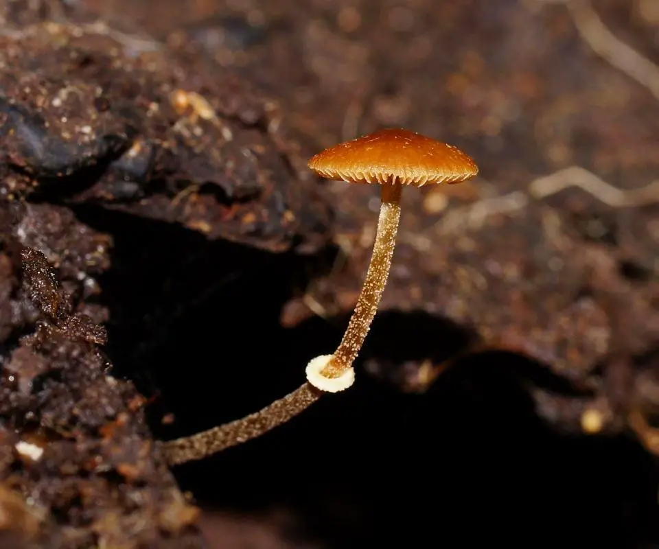 Poisonous Mushrooms in Florida