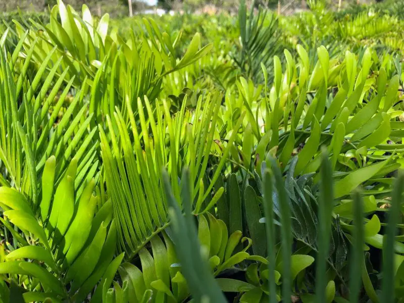 Poisonous Plants in Florida