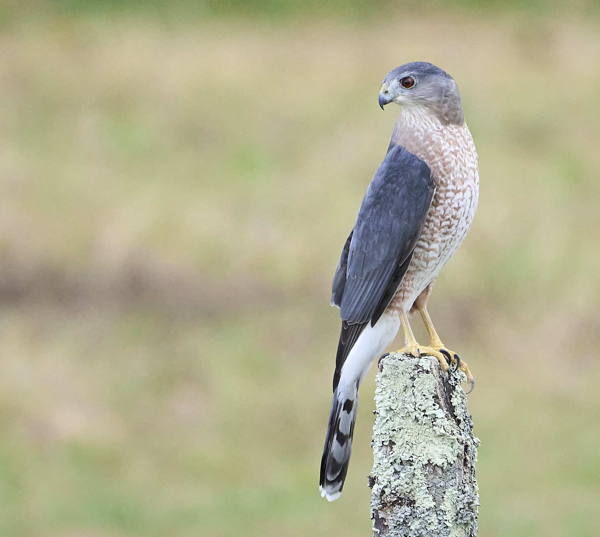 Types Birds in Alabama