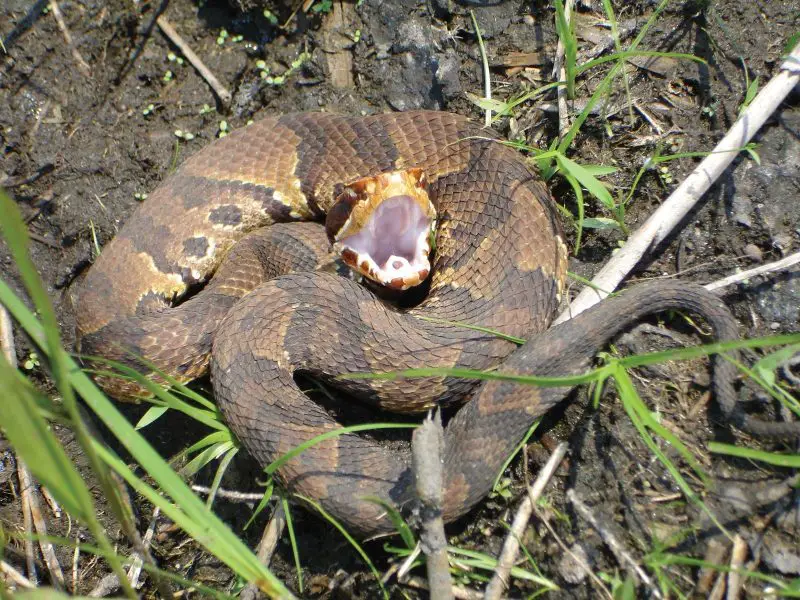 Most Dangerous Animals in Florida