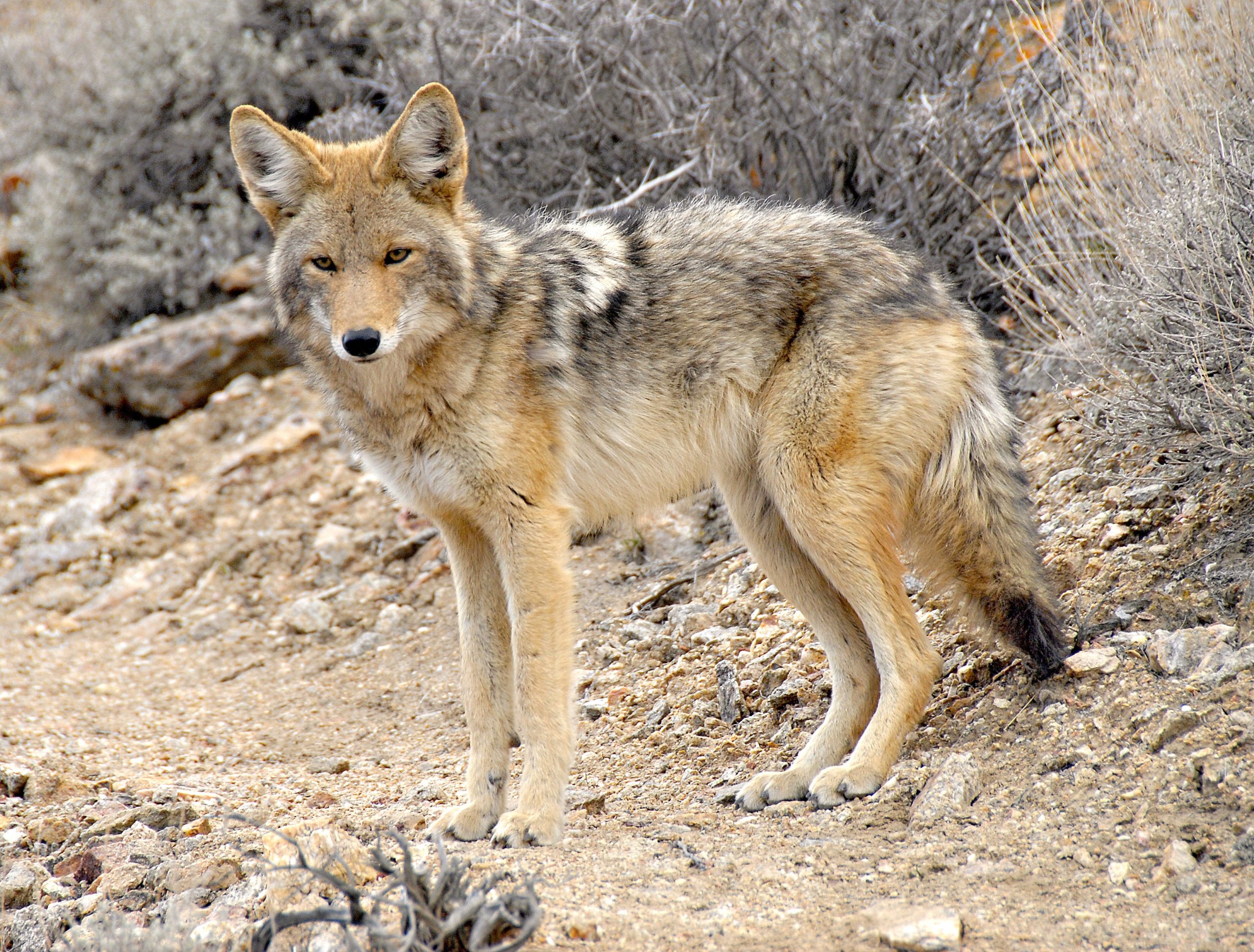 Wild Animals in South Dakota