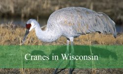 2 Types of Cranes in Wisconsin (With Pictures and Identification)