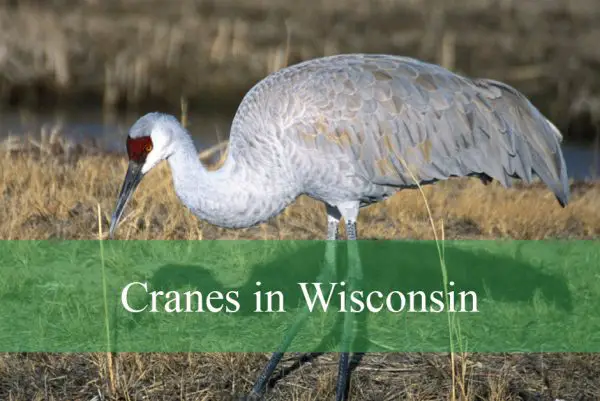 Cranes in Wisconsin