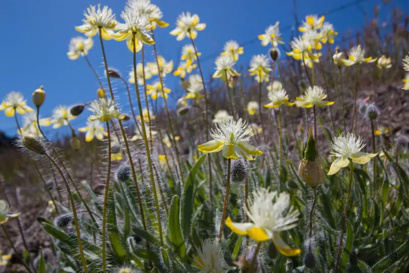 Wildflowers in California