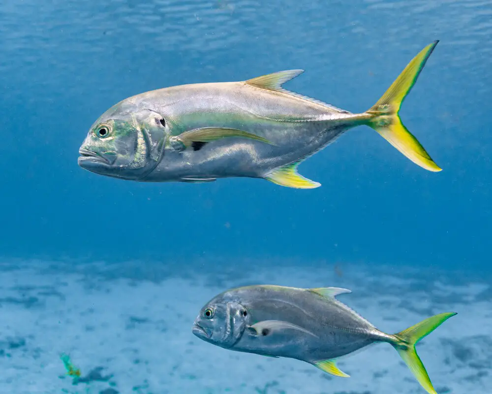 Types of Fish in Florida