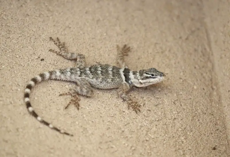 Lizards in Texas