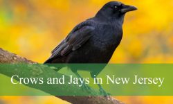 7 Types of Crows and Jays in New Jersey (With Pictures)