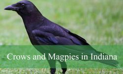 8 Types of Crows and Magpies in Indiana (With Pictures)