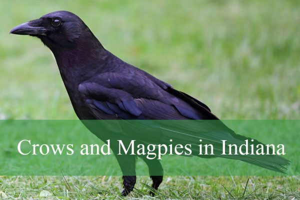 Crows and Magpies in Indiana