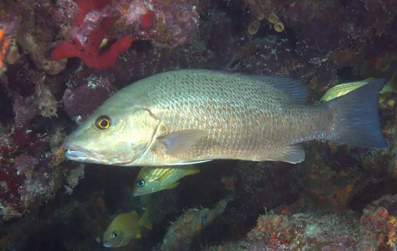 Types of Fish in Florida