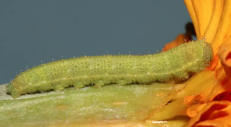 Types of Caterpillars in Texas