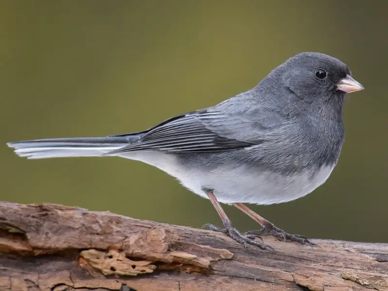 Types of Birds in California