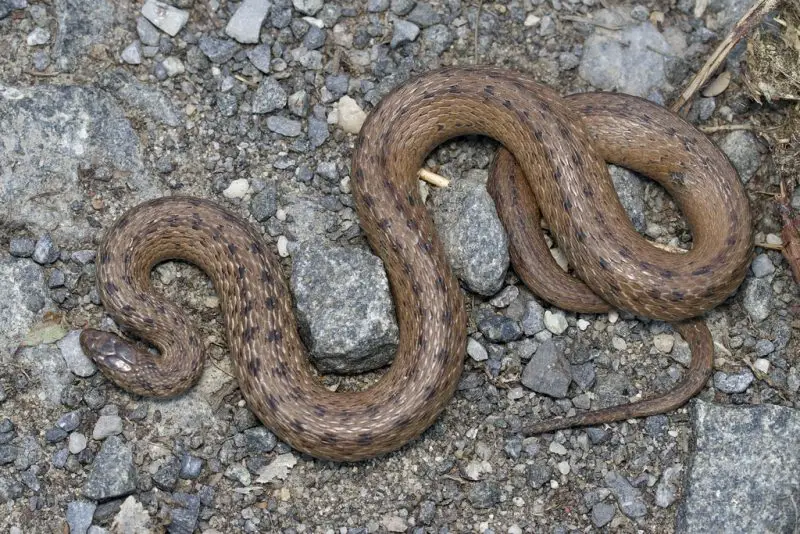 Types of Snakes in Texas