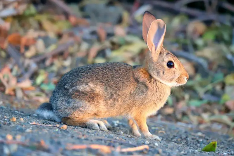 Rabbits in Oklahoma