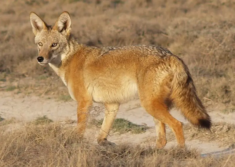 Coyotes Found in Texas