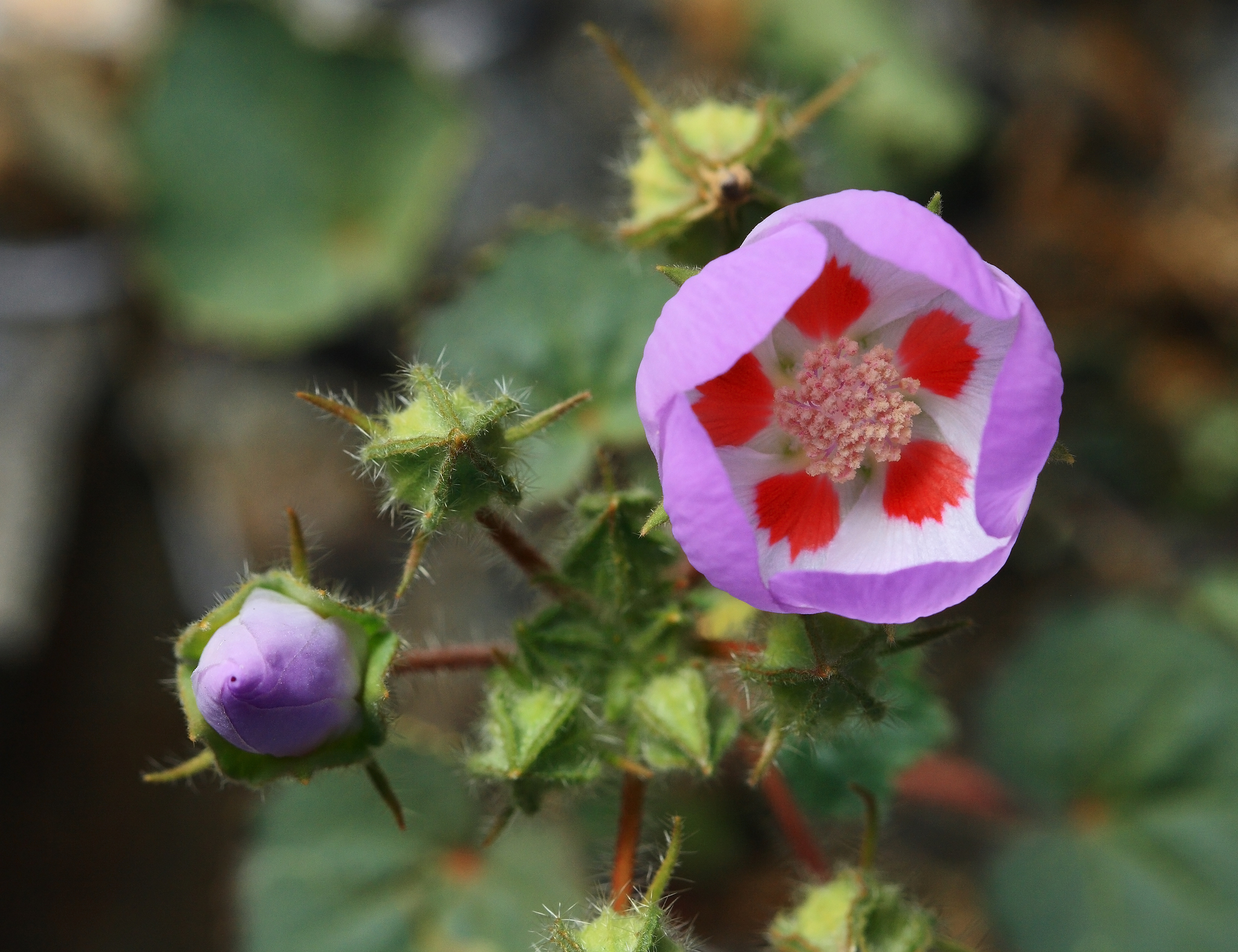 Wildflowers in California