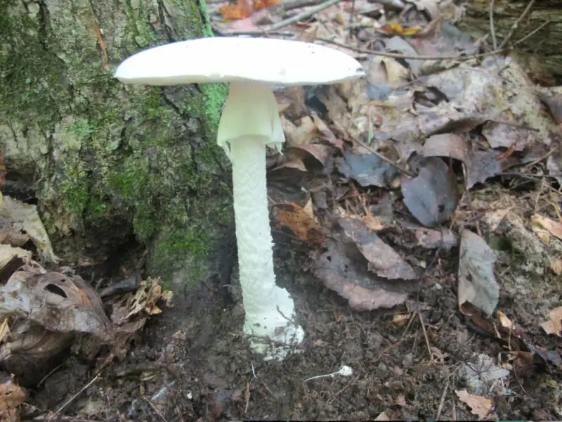 Poisonous Mushrooms in Florida