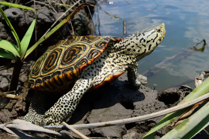 Types of Turtles in Florida