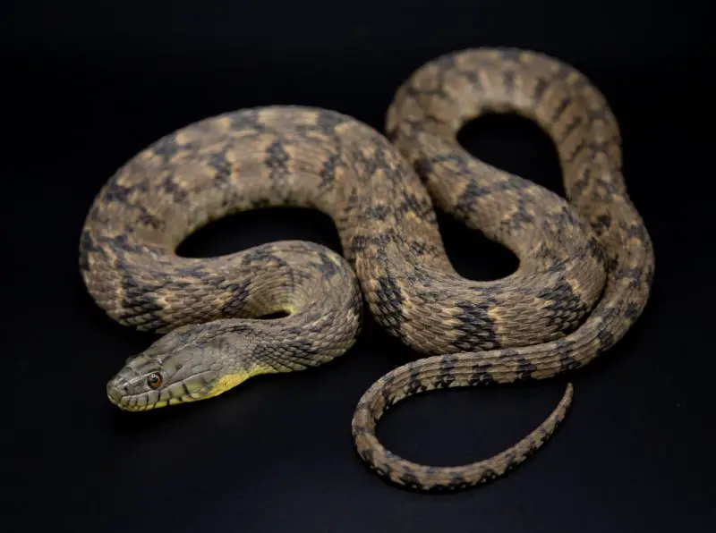 Types of Snakes in Texas